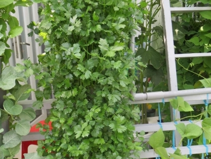 Tư vấn, thi công lắp đặt trụ trồng rau khí canh trụ đứng