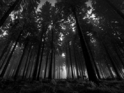 Khám phá vẻ đẹp đầy bí ẩn khu Rừng Đen tại Đức