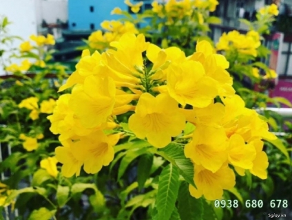 Cung cấp cây công trình tại hcm uy tín giá rẻ