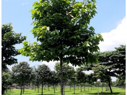 BÁN CÂY CẢNH CÔNG TRÌNH CHO KHU CÔNG NGHIỆP