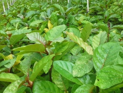 Vì sao gáo vàng được xem là cây trồng lấy gỗ hiệu quả???