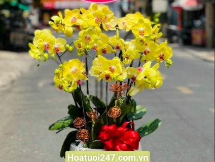 Cung cấp lan hồ điệp đẹp uy tín chất lượng tphcm 0934013738