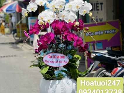 Chuyên lan hồ điệp cho công ty văn phòng tại tphcm 0934013738