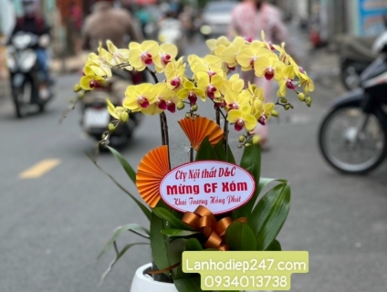 Các mẫu hoa lan hồ điệp đẹp được ưa chuộng hiện nay