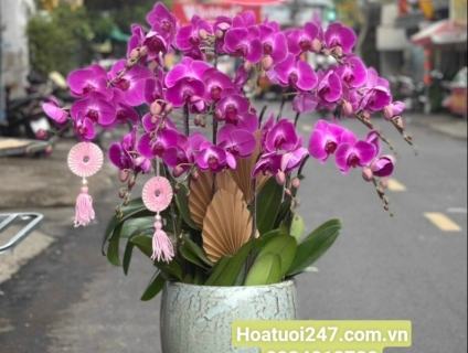 Phân phối hoa tươi lan hồ điệp chất lượng tại Sài Gòn 0934013738