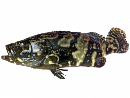 Cá mú biển Đông tươi sống