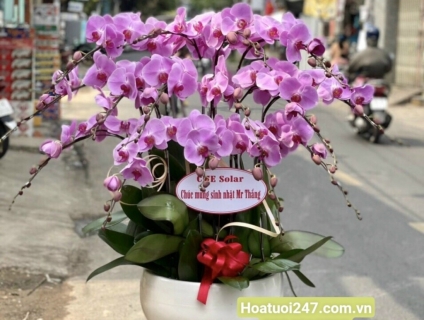 Vườn lan hồ điệp đẹp giá sỉ tại tphcm 0934013738