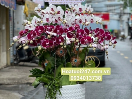 Shop lan hồ điệp cao cấp tphcm hot nhất hiện nay