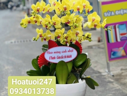 Hơn 129+ chậu lan hồ điệp đẹp sang trọng tại tphcm Lanhodiep247.com