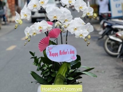 Những chậu lan hồ điệp đẹp cao cấp dành cho văn phòng 0934013738