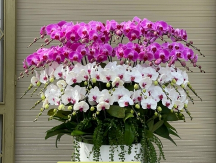 Các mẫu lan hồ điệp bán chạy nhất tại tphcm của Lanhodiep247.com