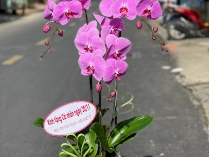 Shop hoa tươi lan hồ điệp quận 2 tphcm