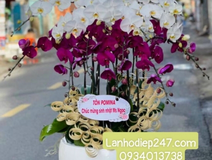 Shop hoa tươi lan hồ điệp Thủ Đức tphcm 0934013738