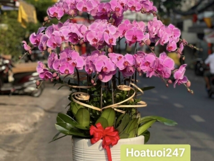 Shop hoa tươi lan hồ điệp quận Tân Bình tphcm 0934013738