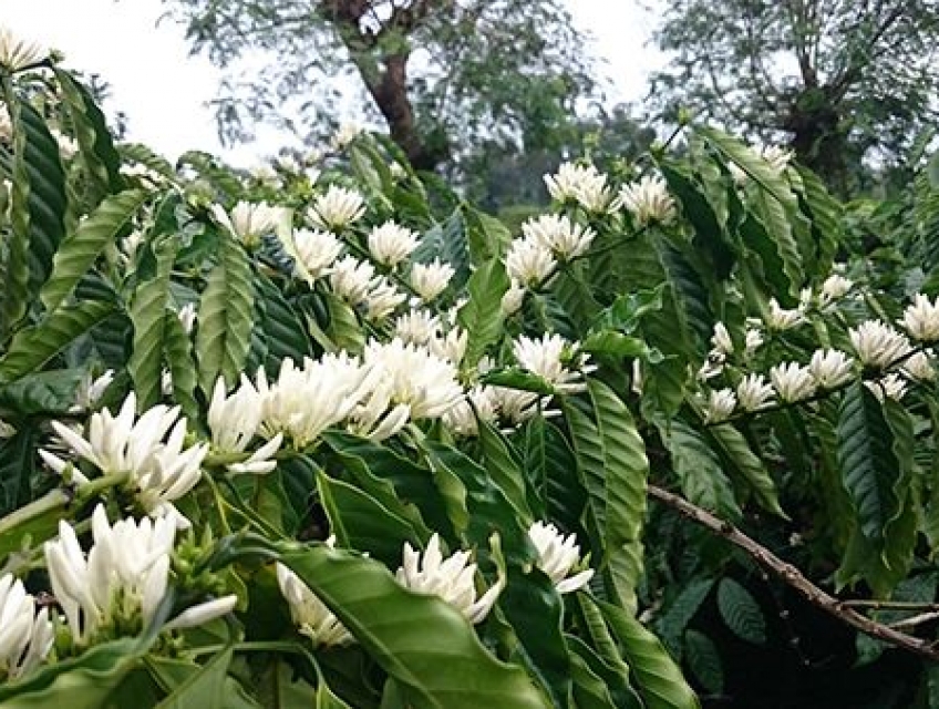 Mật ong hoa cà phê Tây Nguyên