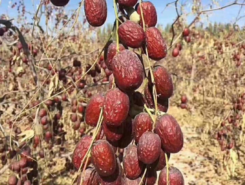 Vì sao táo đỏ Tân Cương lại được yêu thích và tiêu thụ nhiều như vậy?