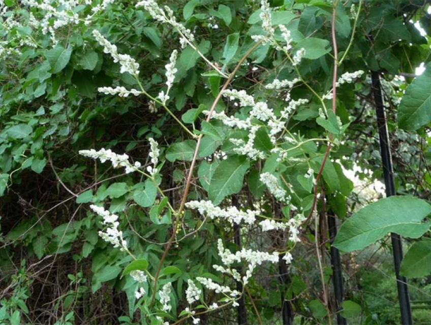 Tác dụng của hà thủ ô đỏ đối với sức khỏe