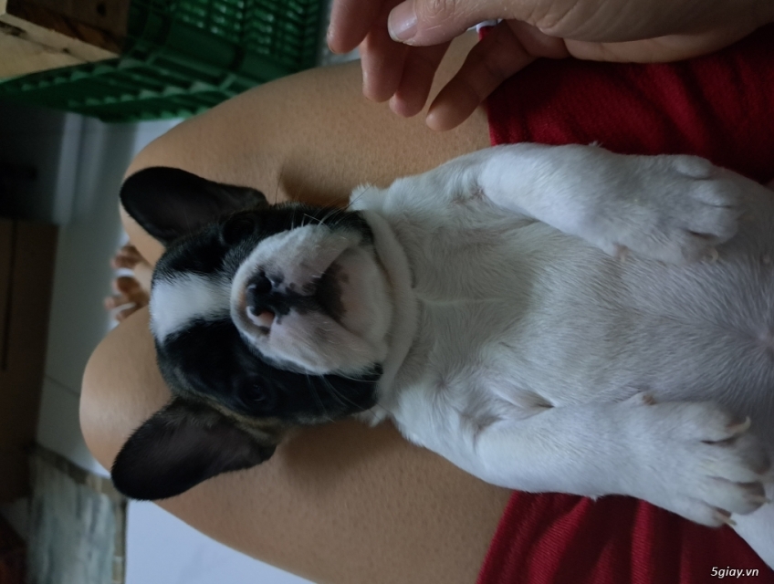 Chó bull pháp thuần chủng