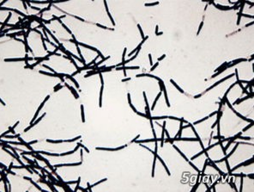 Lactobacillus paracasei - Men vi sinh hỗ trợ sức khỏe cho người và độn