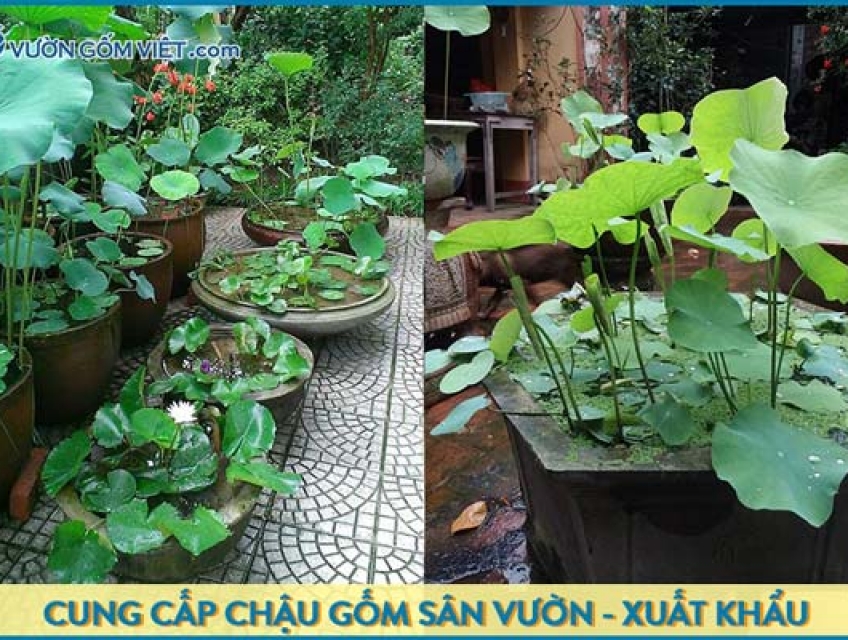 Cửa hàng bán chậu gốm sứ trồng sen đẹp tại Sài Gòn