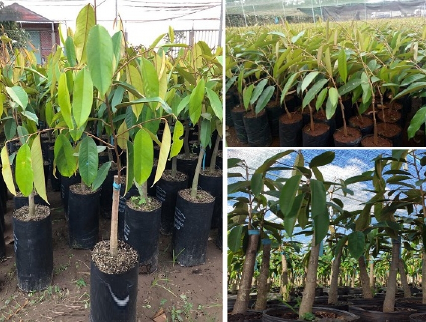 Cây sầu riêng giống giá bao nhiêu?