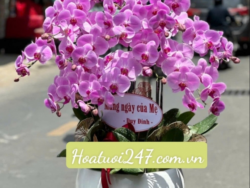 Shop hoa lan hồ điệp hcm chuyên phân phối Lan Hồ Điệp Apollo cao cấp