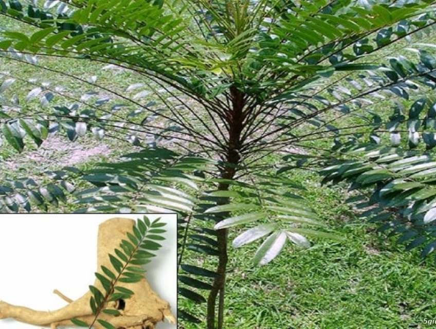 "Cao Khô Bá Bệnh" - Thần dược cho sức khỏe sinh lý nam giới!