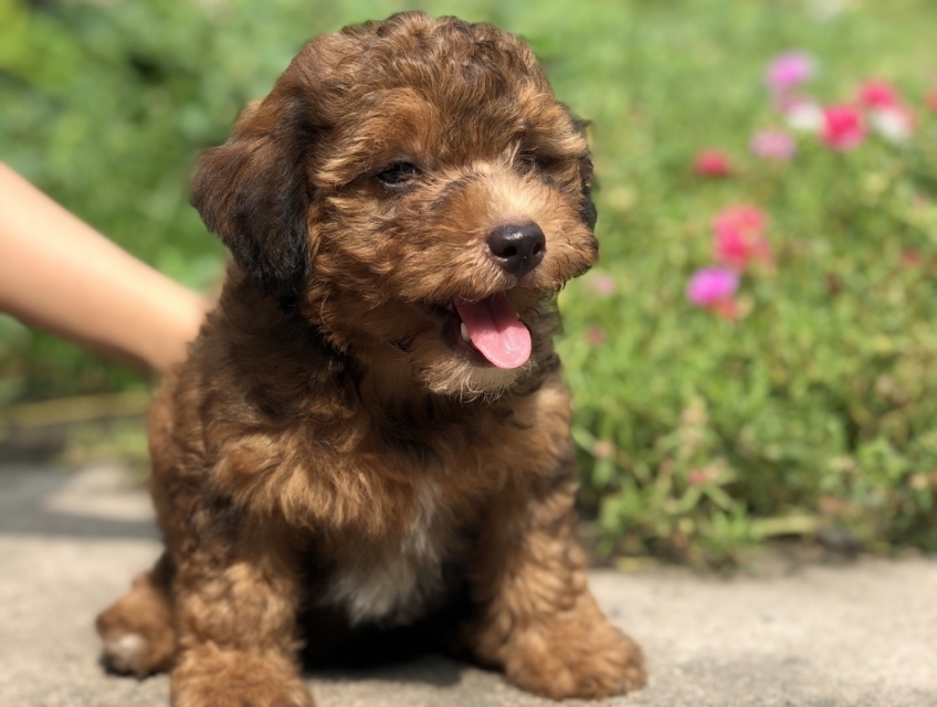 Poodle nhà nuôi đẻ, chăm sóc kỹ lưỡng
