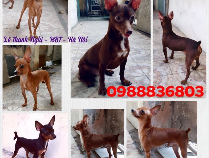 Nhận phối giống Fox Hươu mini thuần chủng.