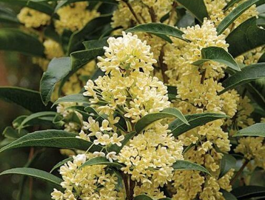 Cây Mộc Hương là cây gì?Phân loại, đặc điểm và ý nghĩa phong thủy