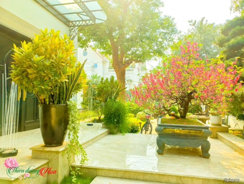 Tư vấn thiết kế sân vườn hoàn hảo cho ngôi nhà của bạn