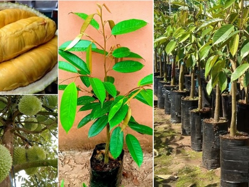 Địa chỉ bán cây giống sầu riêng Ri6 uy tín