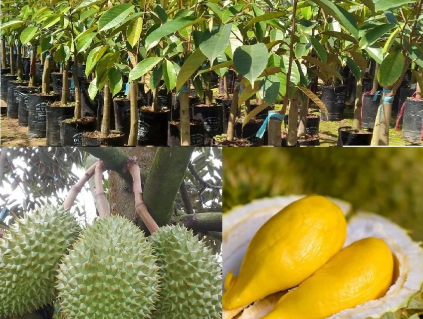 Mua giống sầu riêng Ri6 ở đâu?