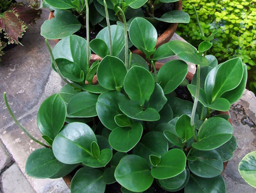 Cây trường sinh thái: Ý nghĩa, đặc điểm và cách trồng cho cây tươi tốt