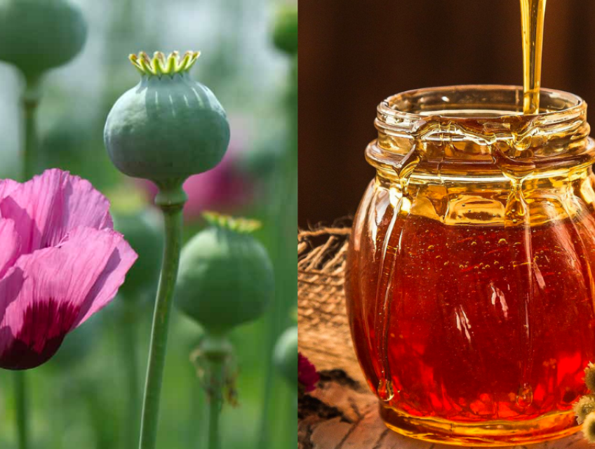 Mật ong hoa anh túc và những tác dụng tuyệt vời với sức khỏe