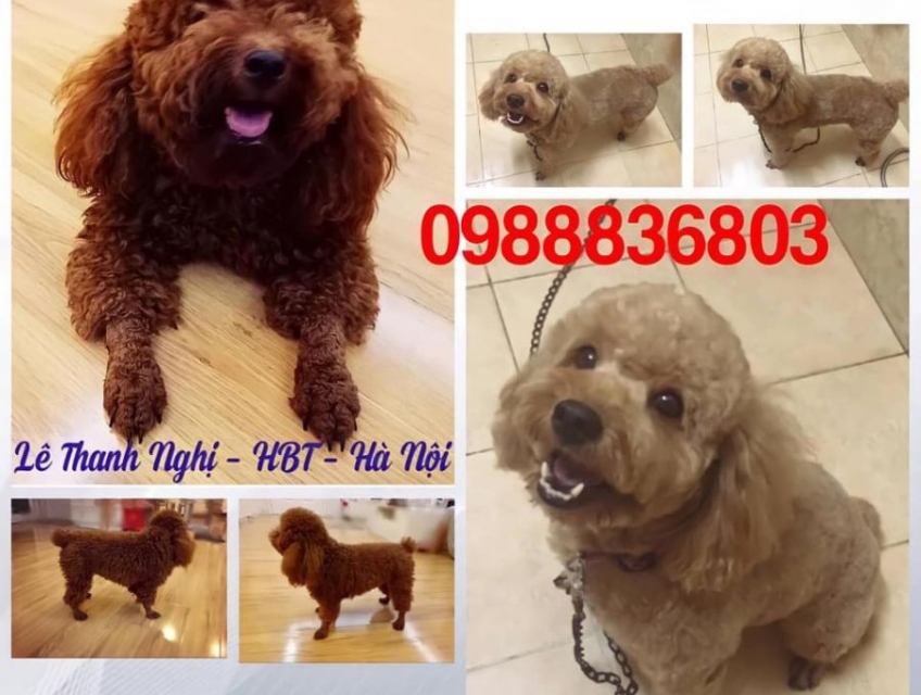 Phối giống Poodle Hà Nội. 0988836803