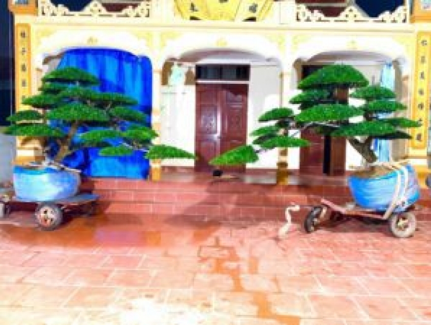 Cách Phân Biệt Cây Tùng La Hán Và Tùng Kim Cương