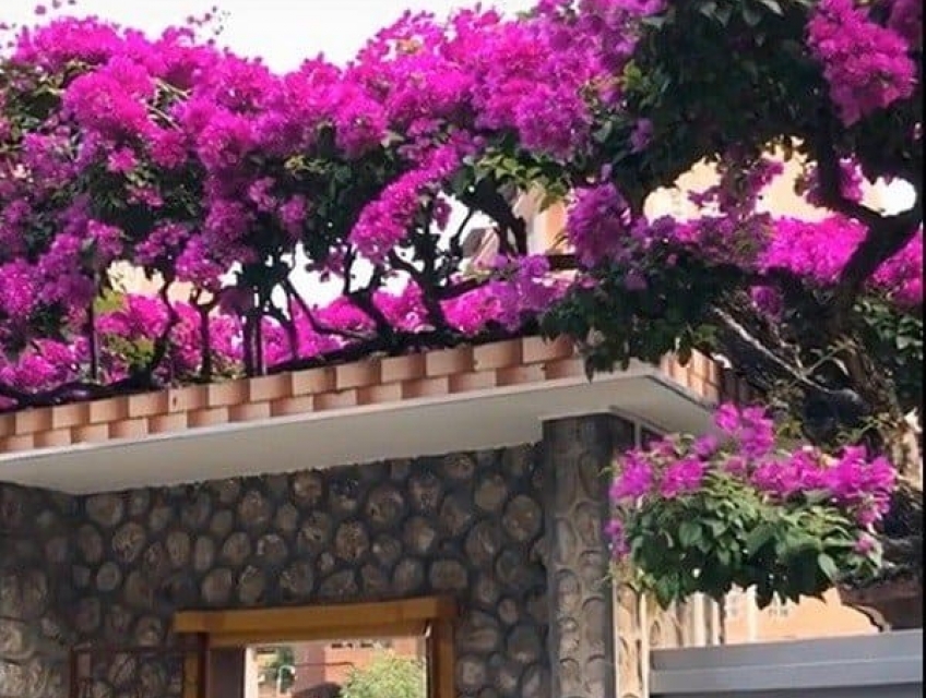 Hoa giấy: Cây cảnh đẹp thích hợp với mọi không gian