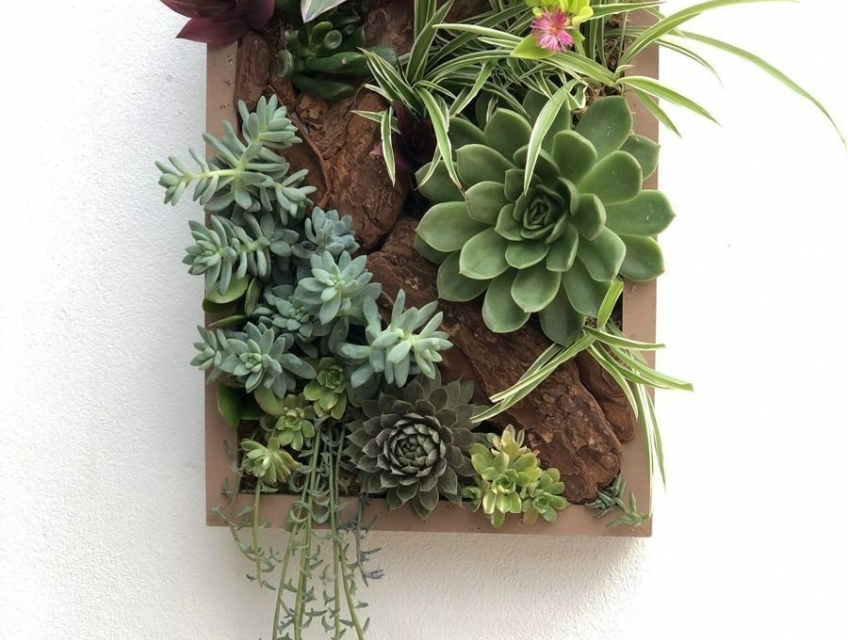 Cây cảnh tranh trí nhà của - Vườn nhà An