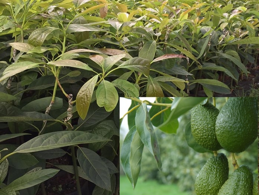 Nơi bán giống cây bơ Hass