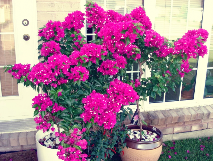 Hoa Giấy Có Nên Trồng Trước Nhà không? Hướng dẫn cách trồng hoa giấy