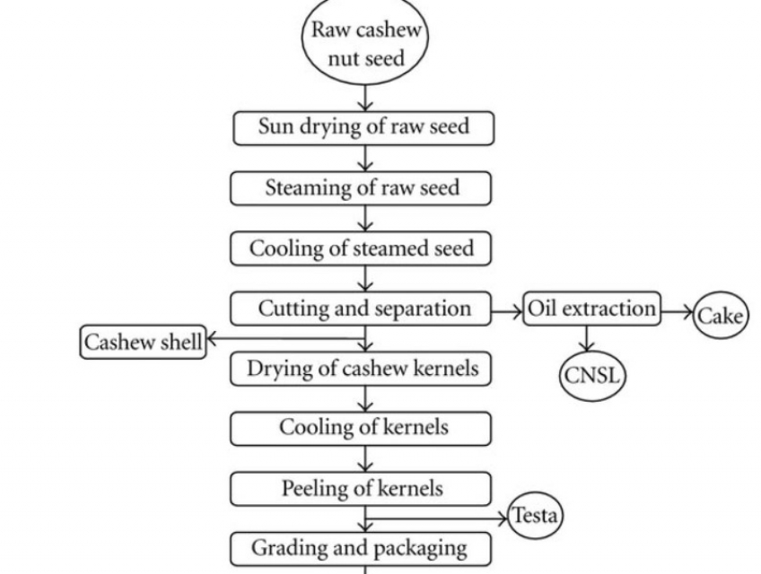 Quy trình sản xuất hạt điều rang muối tại công ty vĩnh tâm