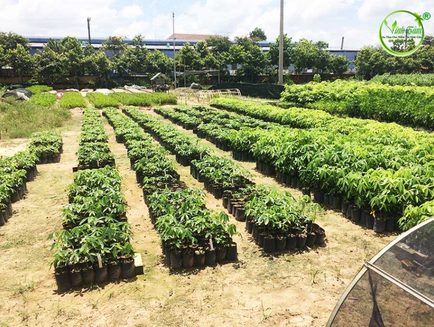 Kỹ thuật Trồng Cây Mủ Trôm Đặc Sản Của Bình Thuận