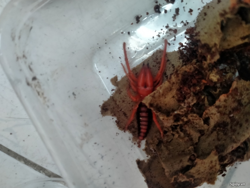 Nhện lạc đà đỏ !