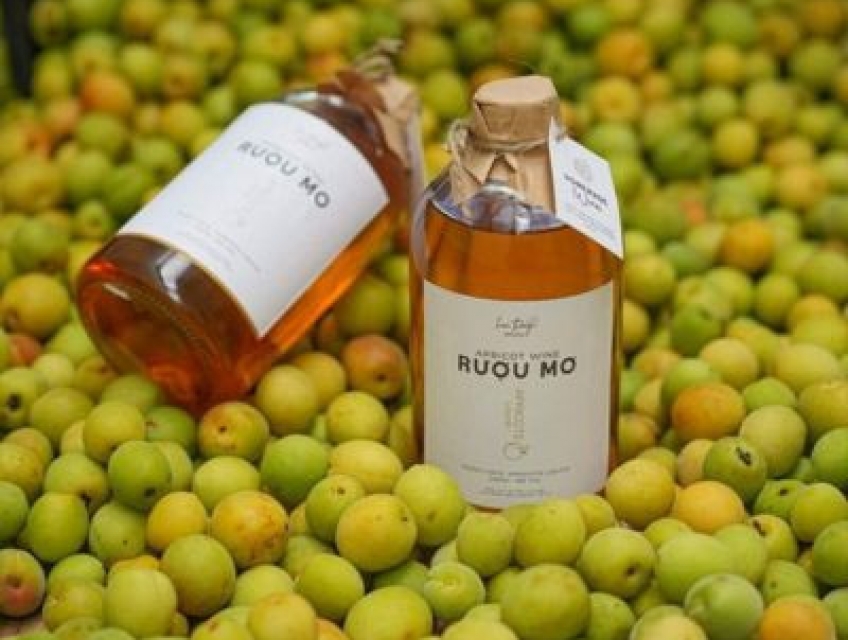 Cách ngâm rượu mơ Tây Bắc cho người mới bắt đầu