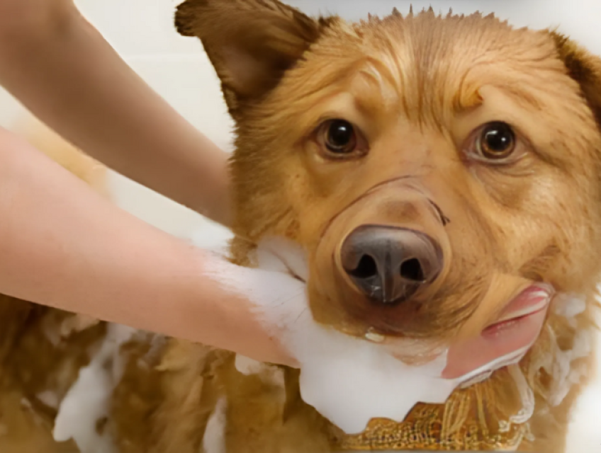 Ghẻ_Thuốc chữa ghẻ cho chó của bạn