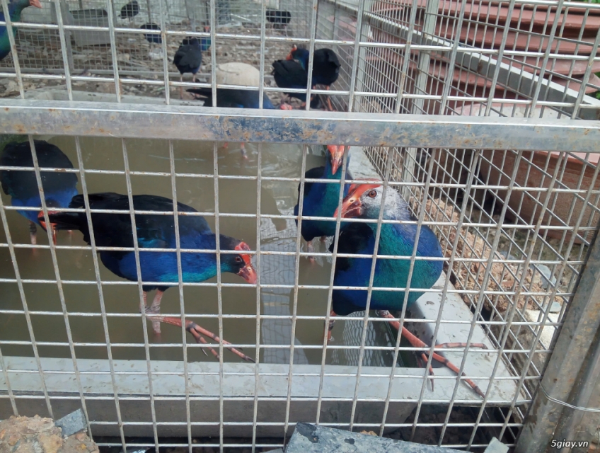 Cần thanh lý gấp Chim Trích Cồ 7-9 tháng tuổi