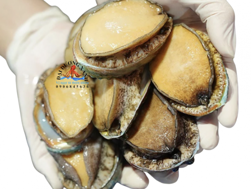 Cung Cấp Bào Ngư Hàn Quốc Giá Tốt