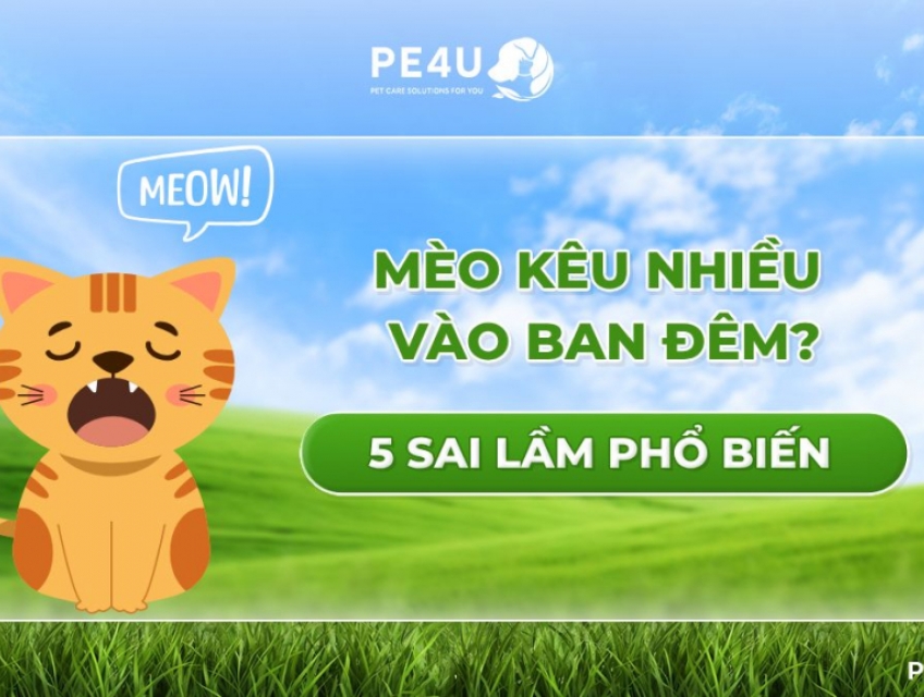 Mèo kêu nhiều vào ban đêm: 5 sai lầm khiến mèo không ngủ yên