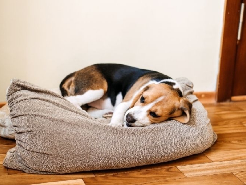 Chó bị Parvo giai đoạn đầu: Dấu hiệu và hướng điều trị